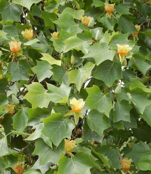 Liriodendron tulipifera C3